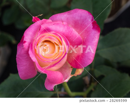 Yellow Pink Rose Blooming Yellow Pink Rose Blooming 28269399
