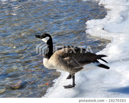 Toronto Lake goose on the ice 2017 Toronto Lake goose on the ice 2017 28270383