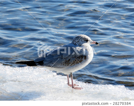 Toronto Lake gull on ice 2017 Toronto Lake gull on ice 2017 28270384