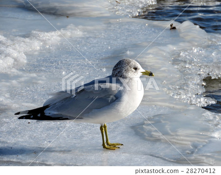 Toronto Lake the gull on ice 2017 Toronto Lake the gull on ice 2017 28270412