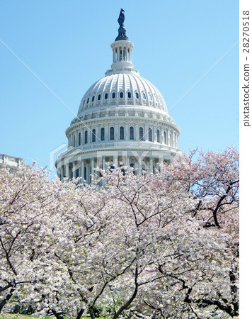 Cherry blossom and dome of Capitol April 2010 Cherry blossom and dome of Capitol April 2010 28270518