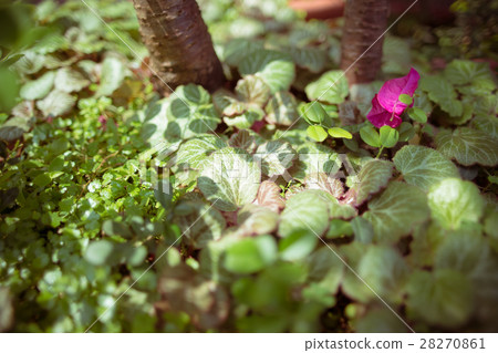 Green leaves, plants, flowers, grass Green leaves, plants, flowers, grass 28270861