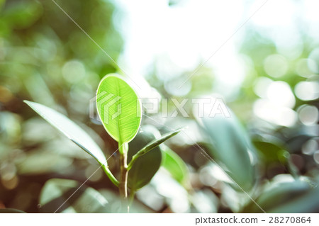 綠葉,植物,葉,leaf 28270864