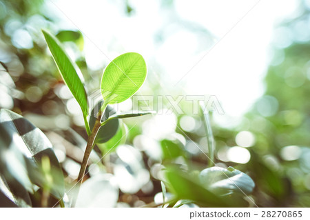 綠葉,植物,葉,光斑,耀光,leaf 28270865