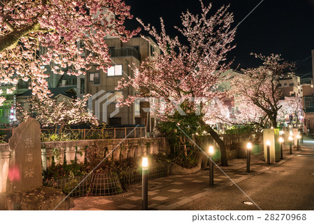 (Night cherry tree) Atami hot spring early blooming cherry tree along Itokawa [Atami Sakura / Itokawa Sakura] 28270968
