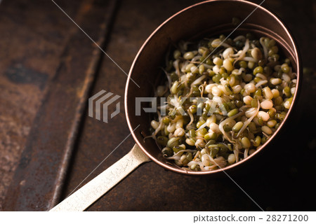 Sprouting mung beans in a colander on the table 28271200