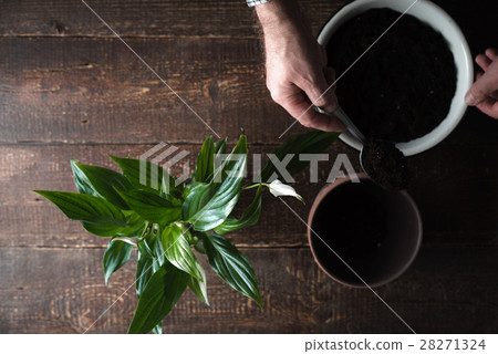 Flower Spathiphyllum, a bowl with the ground Flower Spathiphyllum, a bowl with the ground 28271324