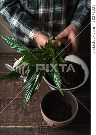 Man transplant a flower Spathiphyllum flower pot Man transplant a flower Spathiphyllum flower pot 28271325