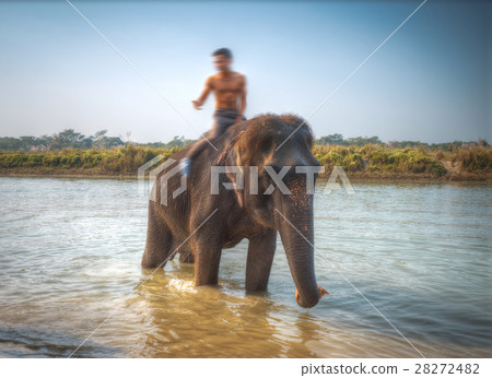 elephants in Chitwan elephants in Chitwan 28272482