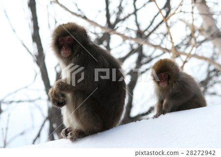 日本猴子的父母和孩子 28272942