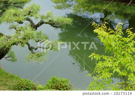 Kuribayashi公園的松樹林和湖面上反映的風景 Kuribayashi公園的松樹林和湖面上反映的風景 28273119