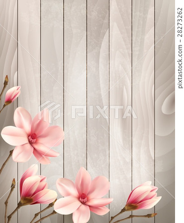 Nature spring background with beautiful magnolia Nature spring background with beautiful magnolia 28273262