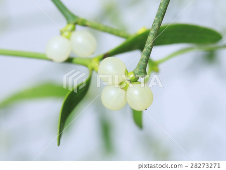 Christmas tree Kissing ball 28273271