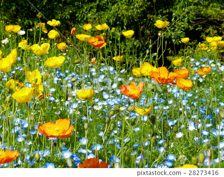 Poppies & Nemophila Poppies & Nemophila 28273416