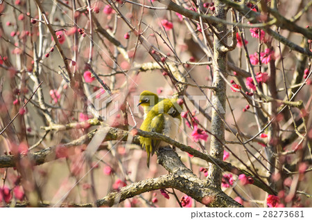 一對告訴早春的mezzo 28273681