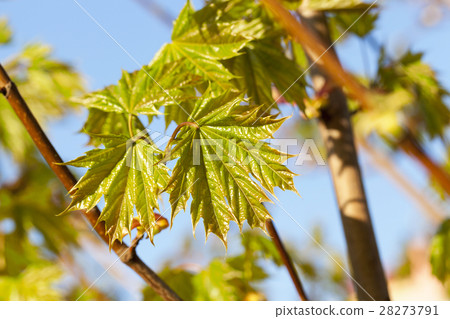 green maple leaves green maple leaves 28273791