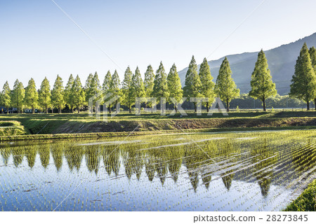 Landscape viewing rows and mountains in the countryside 28273845