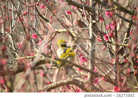 一對告訴早春的mezzo 一對告訴早春的mezzo 28273881