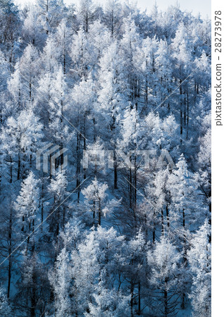  Foggy ice 28273978