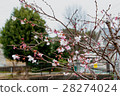 Cherry Blossoms   28274024