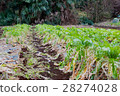 Radish field 28274028