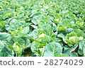 Cabbage field 28274029