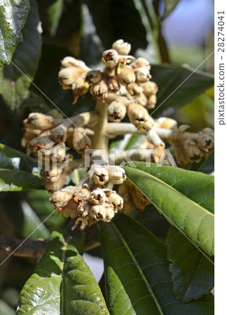 花後枇杷（二月） 28274041