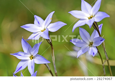 Hananira (Hana) 28274067