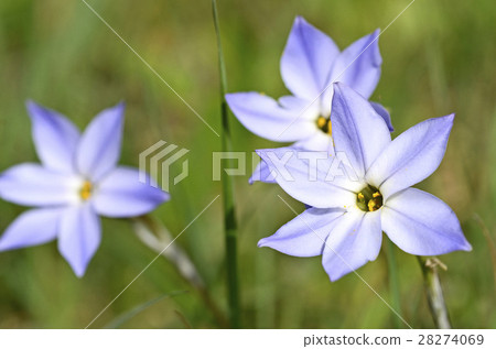 Hananira (Hana) 28274069