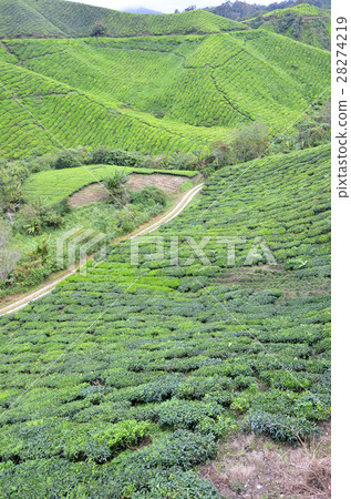 Tea plantation located in Cameron Highlands 28274219