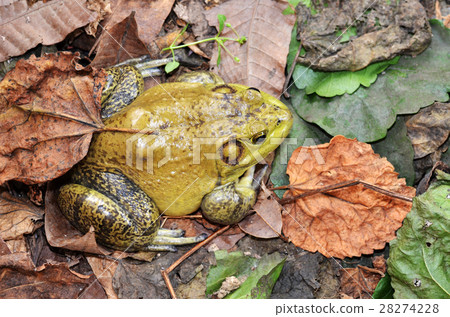 图库照片: muddy green bull frog