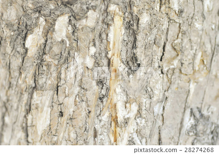 tree bark texture 28274268