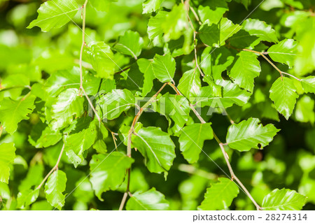 young tree 28274314