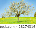 amazing tree 28274316