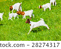 young goats 28274317