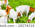 young animals 28274318