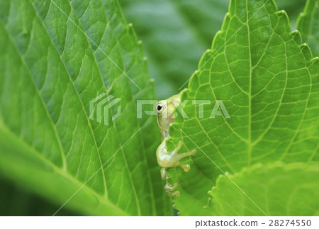 Frog frog pepper 28274550