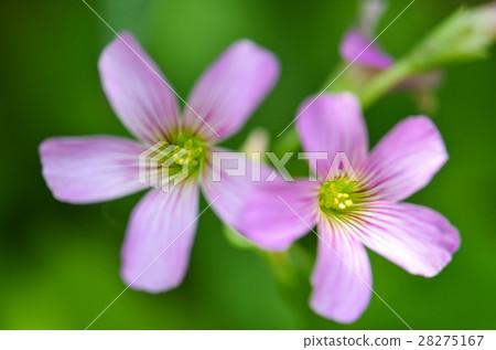 紫花酢漿草 Lavender Sorrel 紫花酢漿草 Lavender Sorrel 28275167