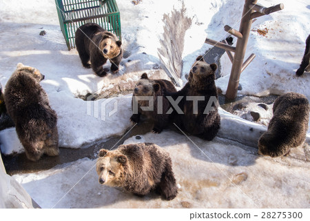 Brown bear (Ursus arctos) sits on the snow Brown bear (Ursus arctos) sits on the snow 28275300