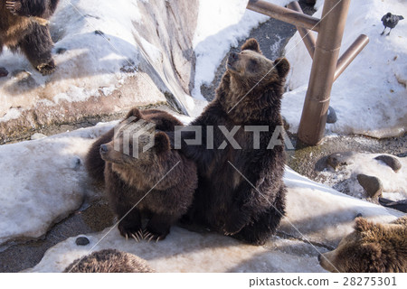 Brown bear (Ursus arctos) sits on the snow 28275301