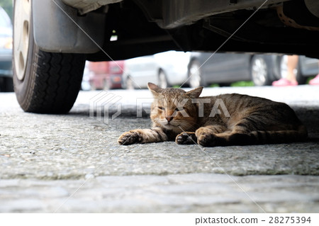 貓在車下 28275394