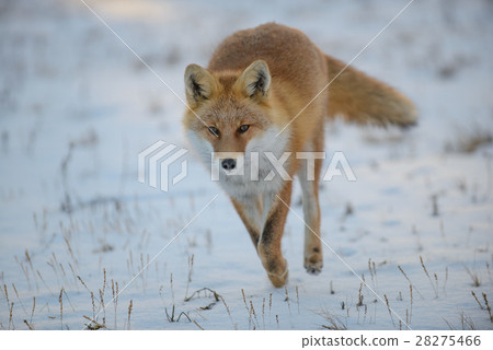 Hound fox that runs 28275466