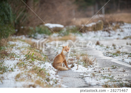 A fox resting 28275467