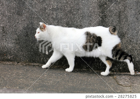 Cat in Nagasaki Cat in Nagasaki 28275825