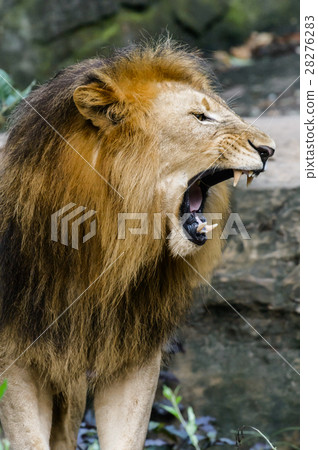 Portrait of male lion, roaring Portrait of male lion, roaring 28276283