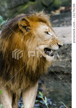 Portrait of male lion, roaring Portrait of male lion, roaring 28276286