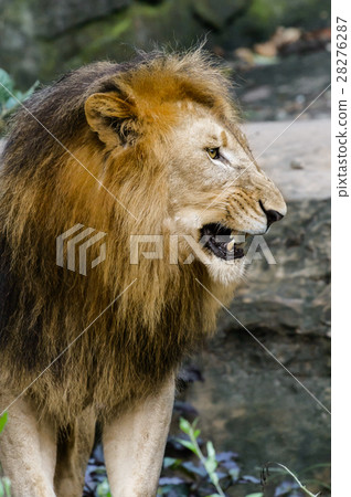 Portrait of male lion, roaring Portrait of male lion, roaring 28276287