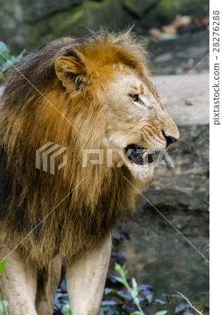 Portrait of male lion, roaring Portrait of male lion, roaring 28276288