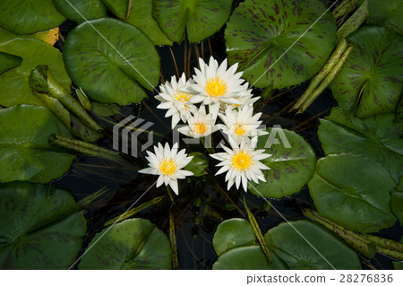 Tropical water lily · Isabelle pulling goddess botanical park 28276836