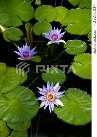 Tropical water lily · Colororata Jinyō botanical park Tropical water lily · Colororata Jinyō botanical park 28276837